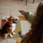 Dog Training